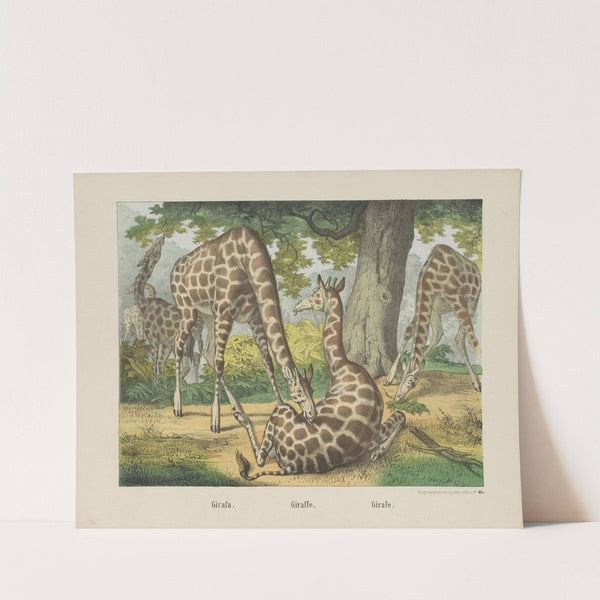 Giraffe (1829-1880) by Joseph Scholz