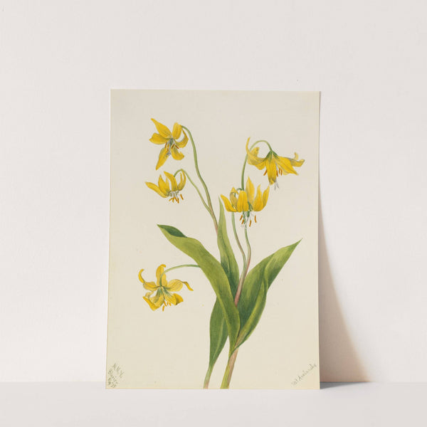 Glacierlily (Erythronium grandiflorum) (1899) by Mary Vaux Walcott