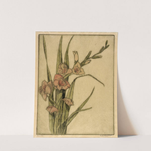 Gladiola by Bertha Jaques