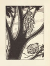 Gladiola Garden; poems of outdoors and indoors for second grade readers Pl.20