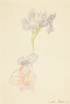Gladioli