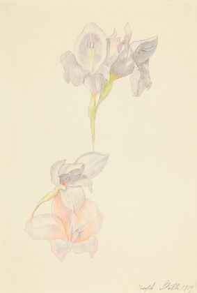 Gladioli