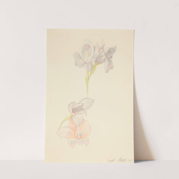 Gladioli by Joseph Stella