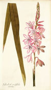 Gladioli iridifolii