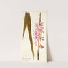 Gladioli iridifolii by Nikolaus Joseph Freiherr von Jacquin