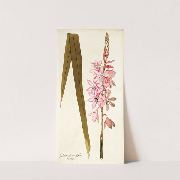 Gladioli iridifolii by Nikolaus Joseph Freiherr von Jacquin