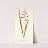 Gladioli meriani varietas by Nikolaus Joseph Freiherr von Jacquin