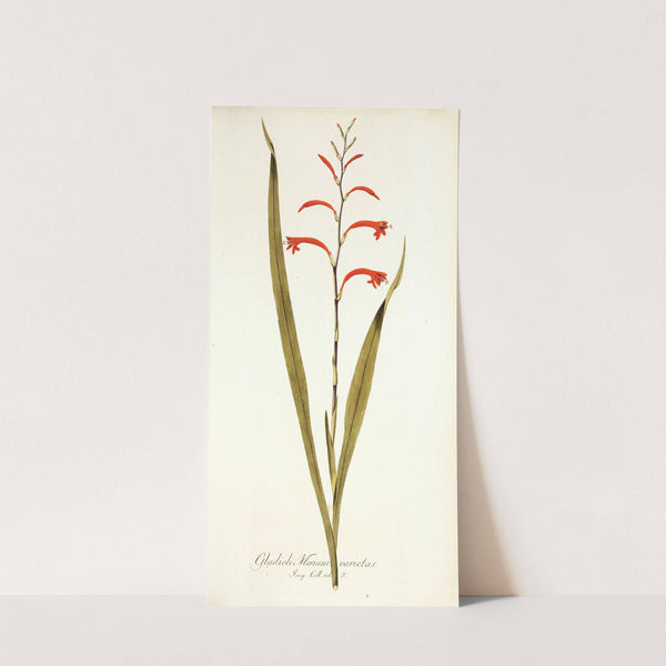 Gladioli meriani varietas by Nikolaus Joseph Freiherr von Jacquin