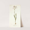 Gladiolus albidus by Nikolaus Joseph Freiherr von Jacquin