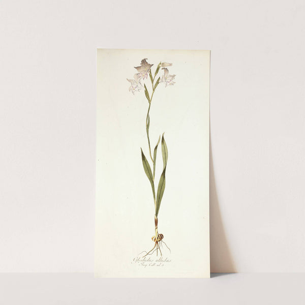 Gladiolus albidus by Nikolaus Joseph Freiherr von Jacquin