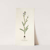 Gladiolus anceps by Nikolaus Joseph Freiherr von Jacquin
