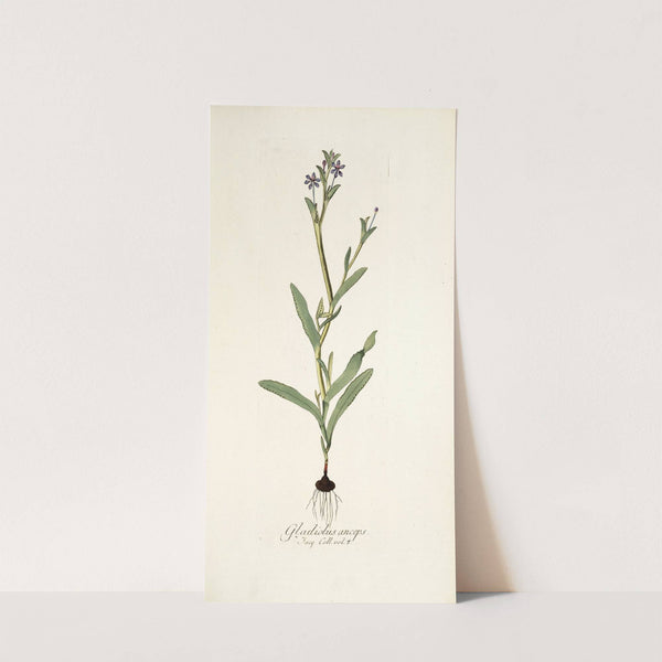 Gladiolus anceps by Nikolaus Joseph Freiherr von Jacquin