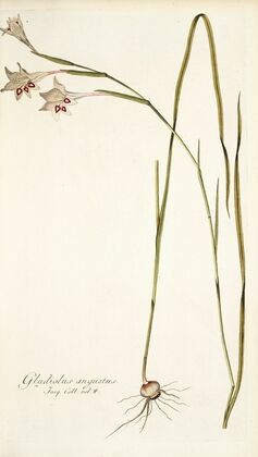 Gladiolus angustus