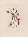 Gladiolus angustus, or narrow-leaved Gladiolus (1799–1810)