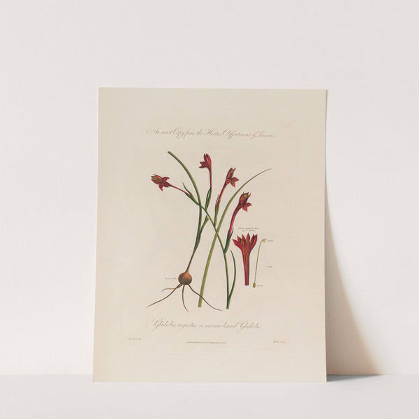 Gladiolus angustus, or narrow-leaved Gladiolus (1799–1810) by Robert John Thornton