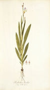 Gladiolus bicolor