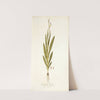 Gladiolus bicolor by Nikolaus Joseph Freiherr von Jacquin