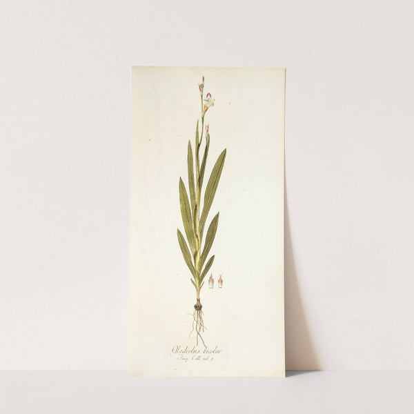 Gladiolus bicolor by Nikolaus Joseph Freiherr von Jacquin