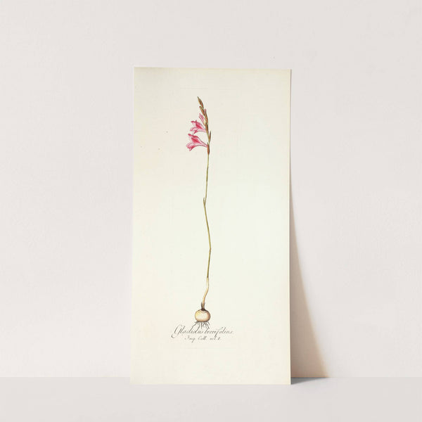 Gladiolus brevifolius by Nikolaus Joseph Freiherr von Jacquin