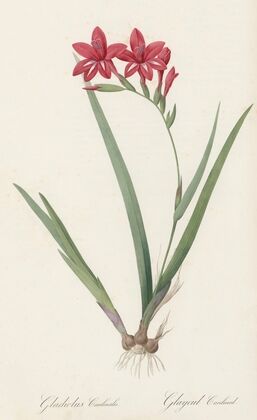 Gladiolus cardinalis (1802-1816)