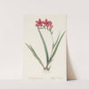 Gladiolus cardinalis (1802-1816) by Pierre Joseph Redouté
