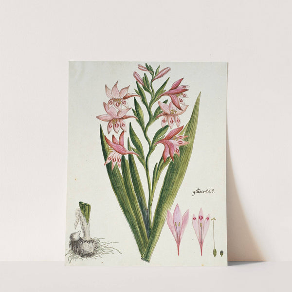 Gladiolus carneus D. Delarochev (Painted lady) by Robert Jacob Gordon