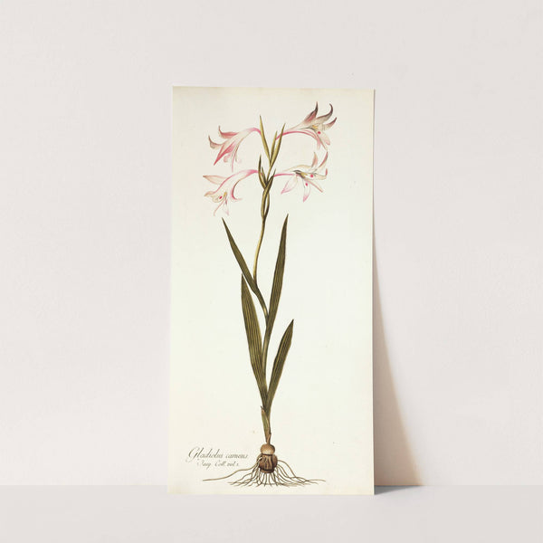Gladiolus carneus by Nikolaus Joseph Freiherr von Jacquin