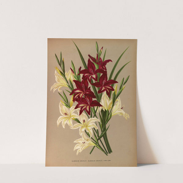 Gladiolus Colvillii, Gladiolus Colvillii Flore Albo (1872-1881) by Arentina Hendrica Arendsen