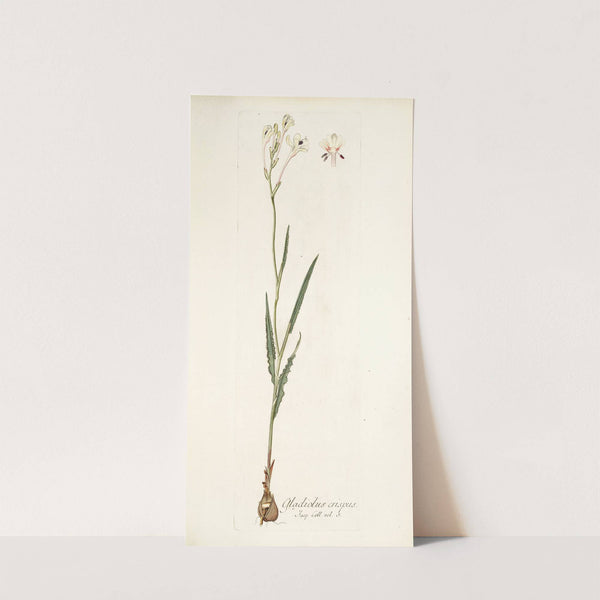 Gladiolus crispus by Nikolaus Joseph Freiherr von Jacquin