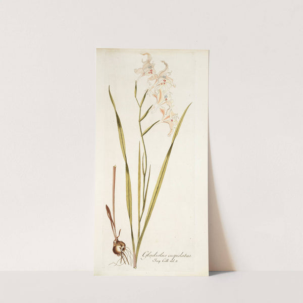 Gladiolus cuspidatus by Nikolaus Joseph Freiherr von Jacquin