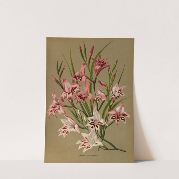 Gladiolus, Dwarf Hybrids (1872-1881) by Arentina Hendrica Arendsen