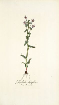 Gladiolus fissifolius