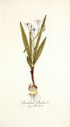 Gladiolus floribundus