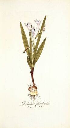 Gladiolus floribundus