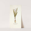 Gladiolus floribundus by Nikolaus Joseph Freiherr von Jacquin