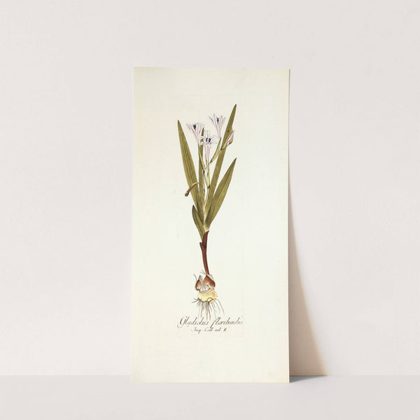 Gladiolus floribundus by Nikolaus Joseph Freiherr von Jacquin