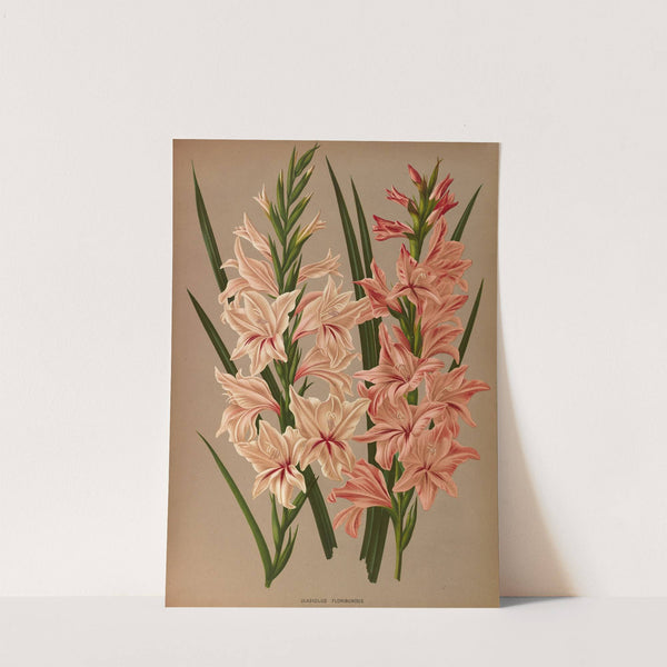 Gladiolus Floribundus (1872-1881) by Arentina Hendrica Arendsen