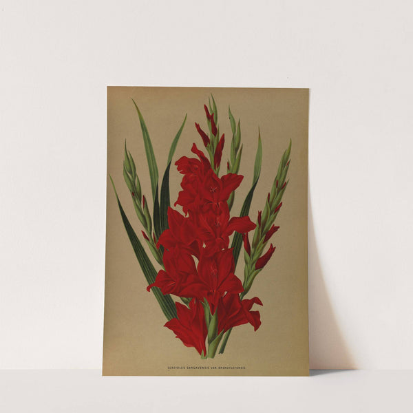 Gladiolus Gandavensis. Var. Brench Leyensis (1872-1881) by Arentina Hendrica Arendsen