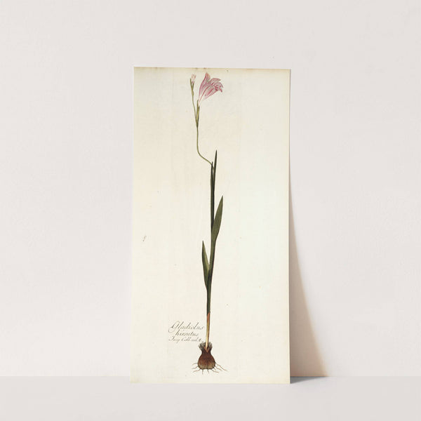 Gladiolus hirsutus by Nikolaus Joseph Freiherr von Jacquin