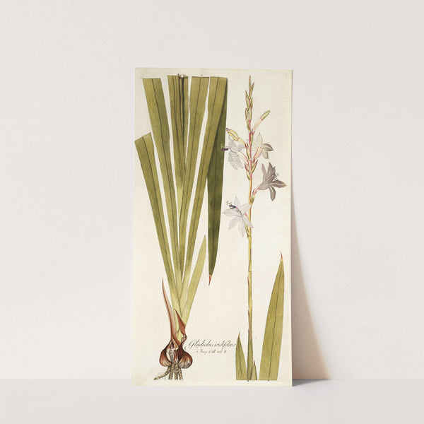 Gladiolus iridifolius by Nikolaus Joseph Freiherr von Jacquin