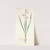 Gladiolus laccatus by Nikolaus Joseph Freiherr von Jacquin