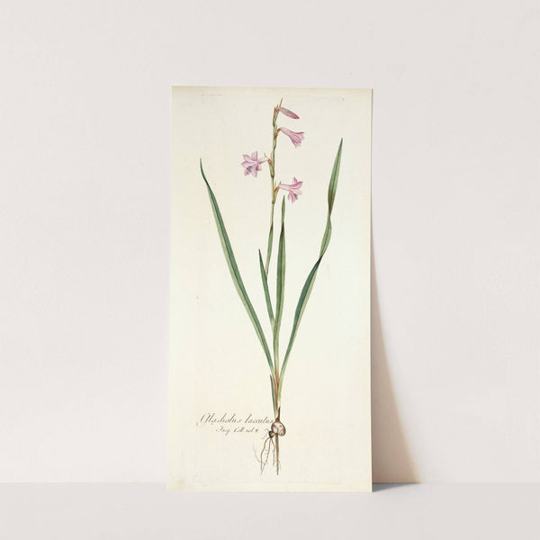 Gladiolus laccatus by Nikolaus Joseph Freiherr von Jacquin