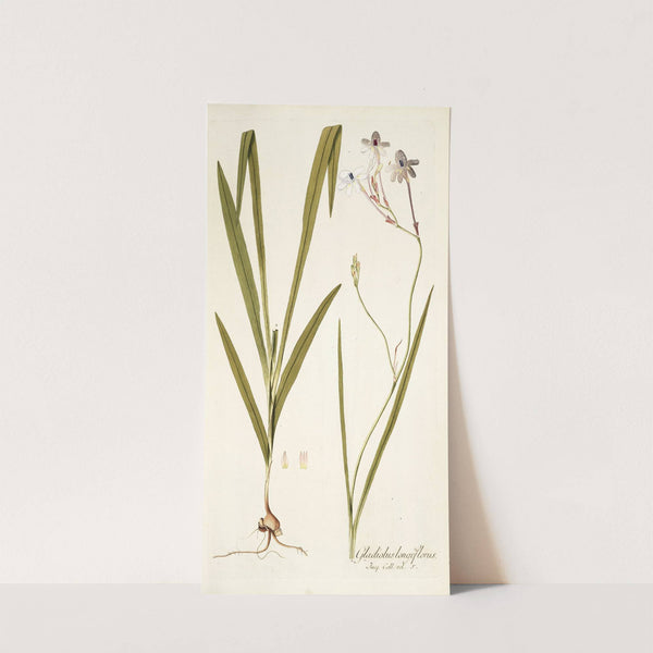 Gladiolus longiflorus by Nikolaus Joseph Freiherr von Jacquin