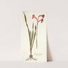 Gladiolus merianus by Nikolaus Joseph Freiherr von Jacquin