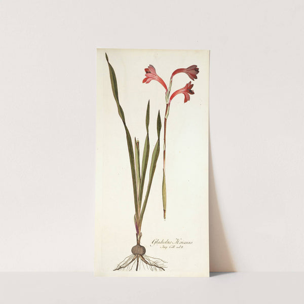 Gladiolus merianus by Nikolaus Joseph Freiherr von Jacquin