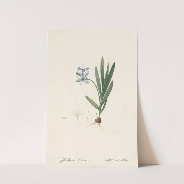 Gladiolus plicatus (1802-1816) by Pierre Joseph Redouté
