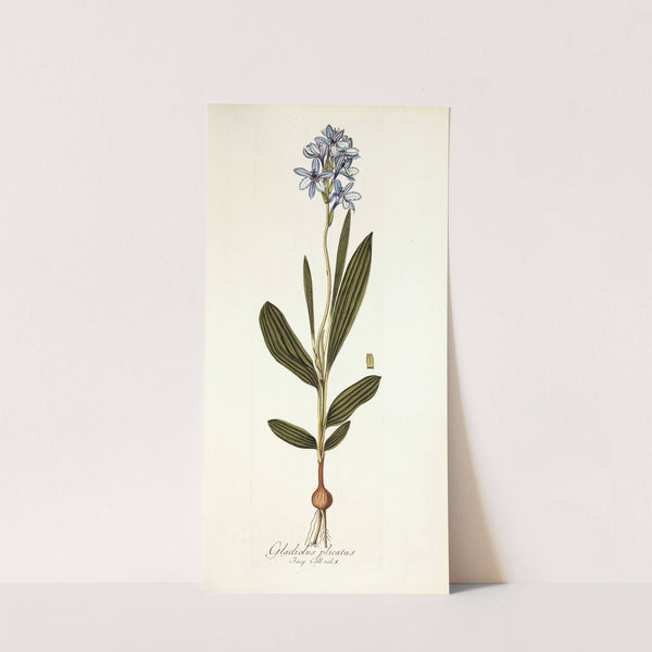 Gladiolus plicatus (1781-1793) by Nikolaus Joseph Freiherr von Jacquin
