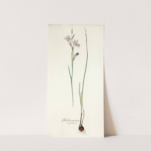 Gladiolus punctatus (1781-1793) by Nikolaus Joseph Freiherr von Jacquin