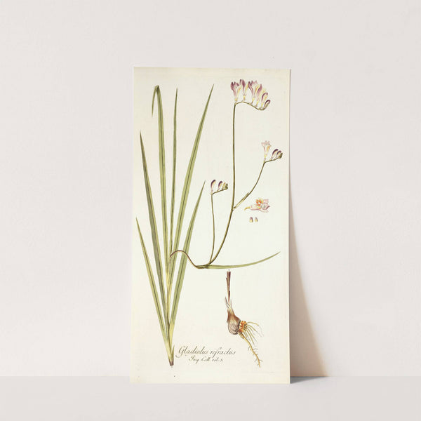 Gladiolus refractus (1781-1793) by Nikolaus Joseph Freiherr von Jacquin