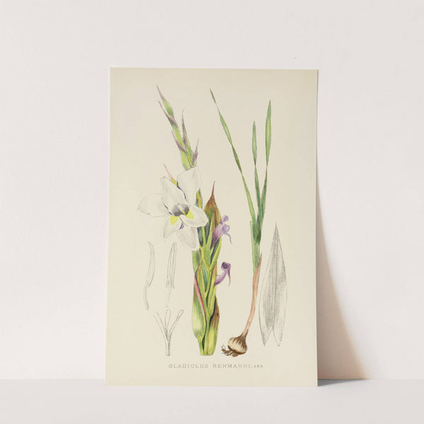 Gladiolus Rehmanni by Illtyd Buller Pole-Evans